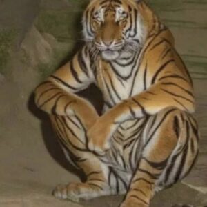 Tony the Tiger
